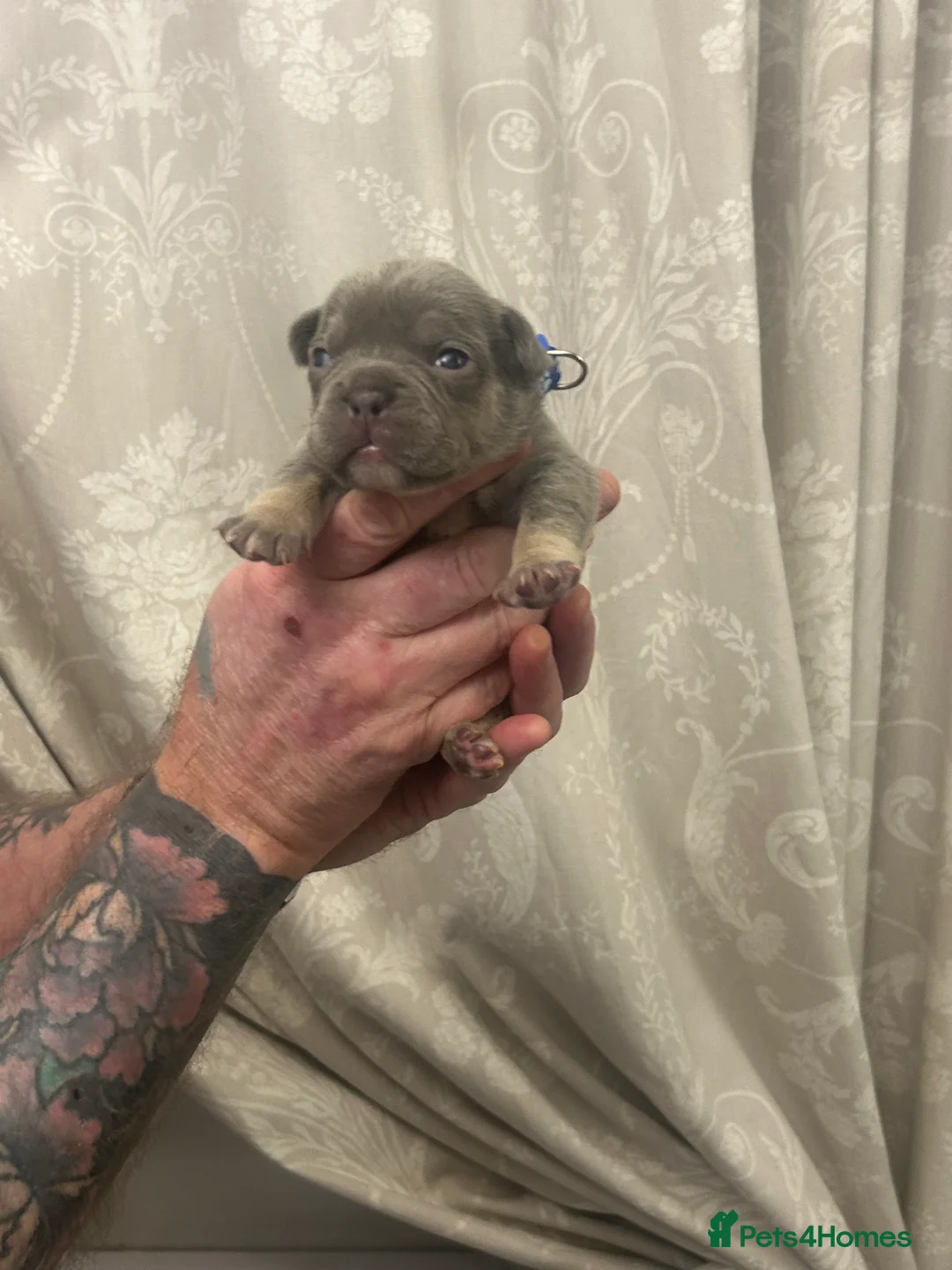 French Bulldog dogs for sale: 9 top quality fluffy carrying french bulldogs  - Advert 6