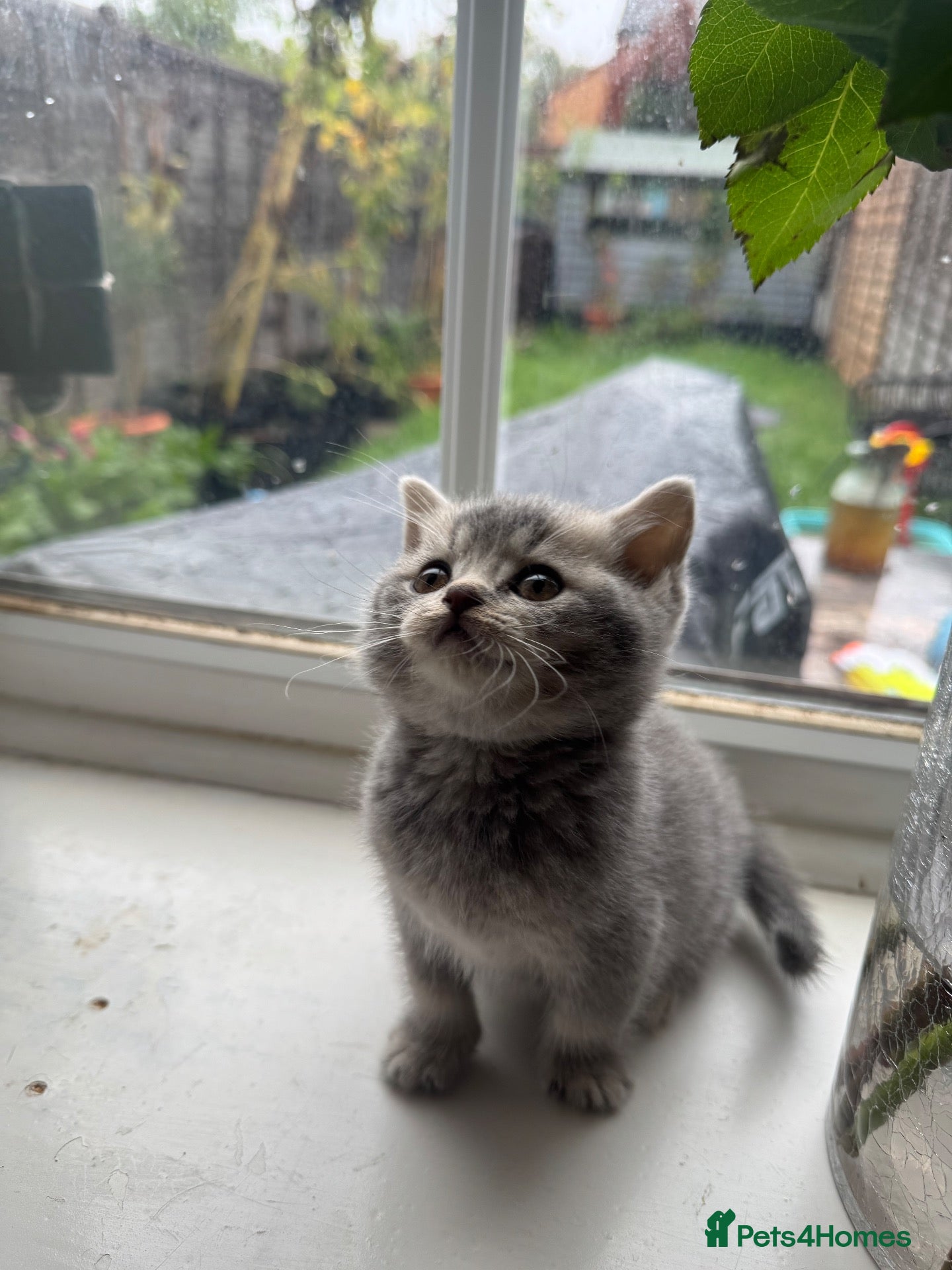 British Shorthair cats British Shorthair kittens - Advert 2