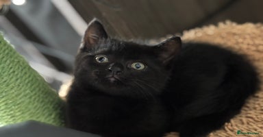 Domestic Shorthair cats - Advert 6