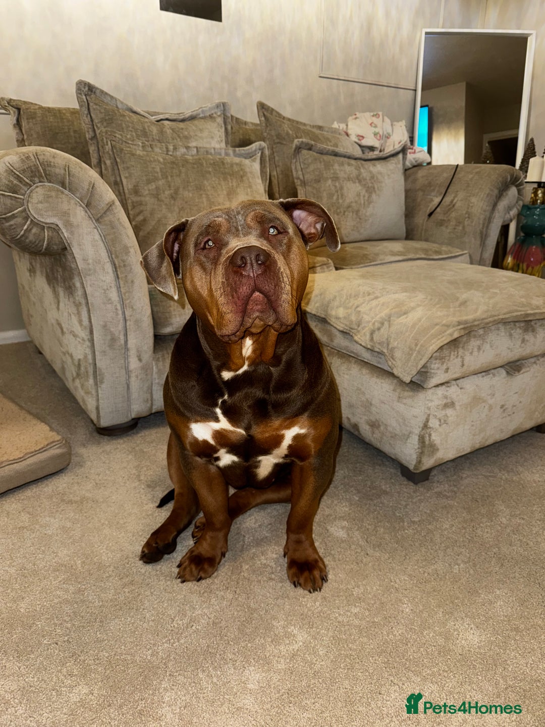 American Bully dogs for sale: Lilo the standard bully  - Advert 3