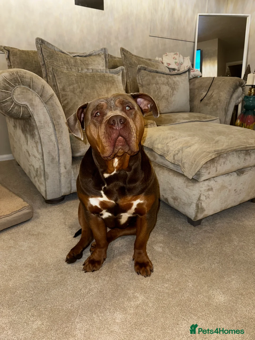 American Bully dogs for sale: Lilo the standard bully  - Advert 3