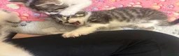 Mixed Breed cats for sale: 5 cute kittens - MALE AND FEMALE - Advert 5