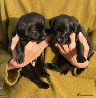 Labrador Retriever dogs KC Labrador puppies for sale from a private home - Advert 8