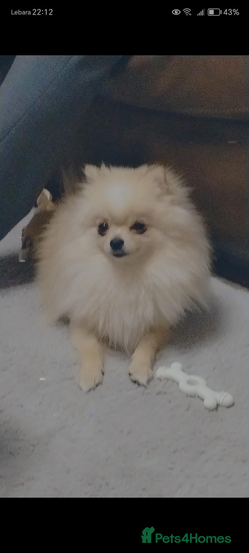 Pomeranian dogs Pomeranian  **  STUD ONLY! - Advert 1