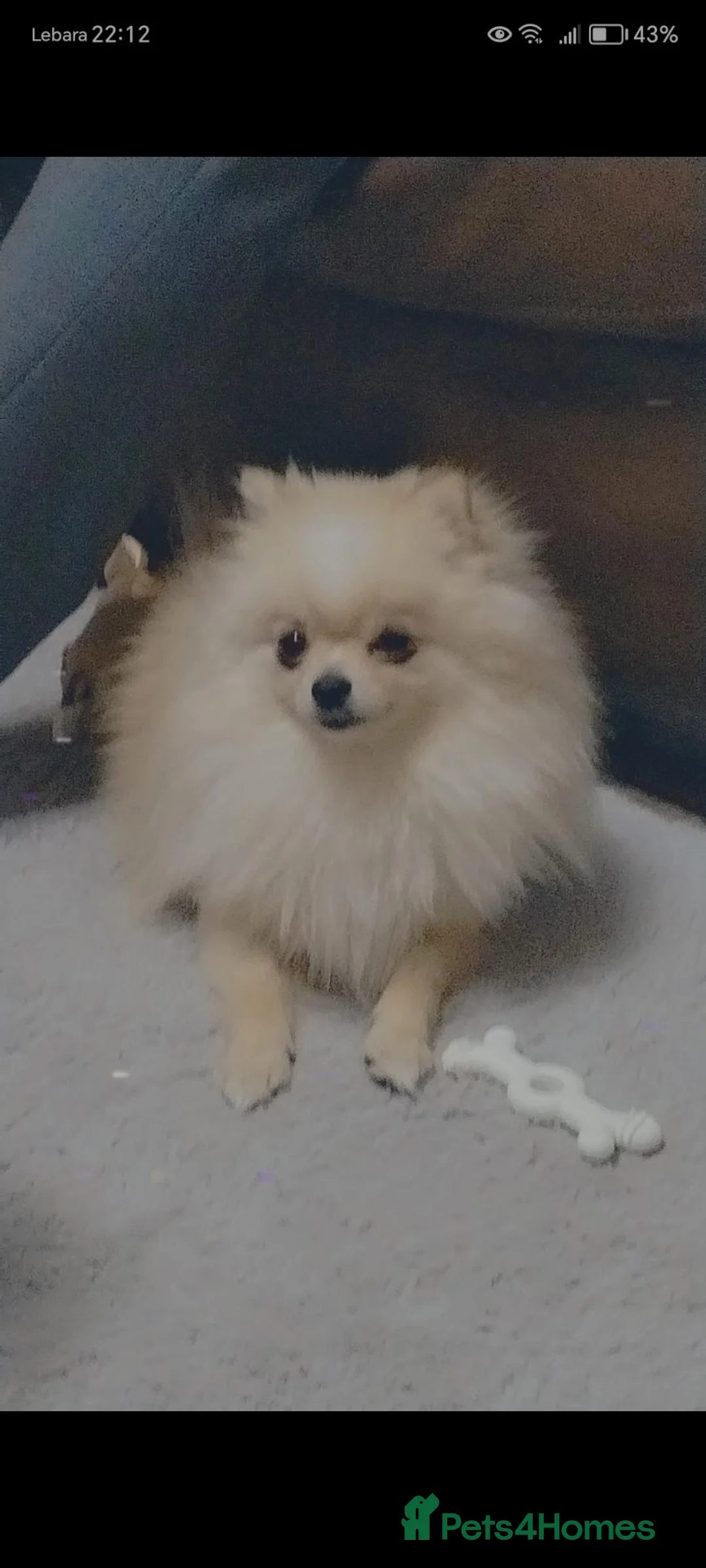 Pomeranian dogs for stud: Pomeranian  **  STUD ONLY! in London - Advert 1
