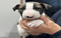English Bull Terrier dogs for sale: Puppies Available  - Image 18