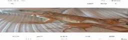 Iguana reptiles for sale: Red Iguana  - Advert 6