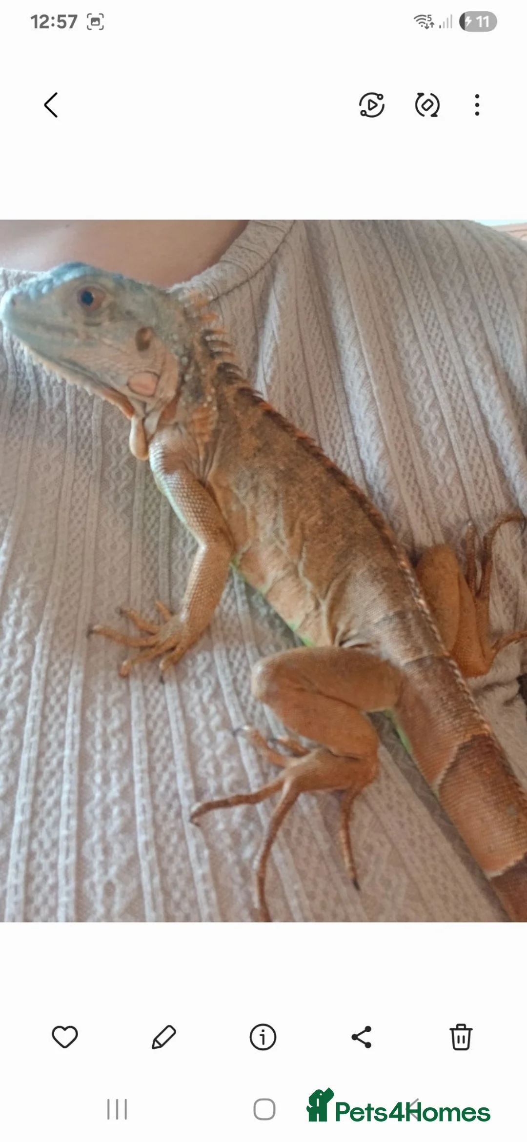 Iguana reptiles for sale: Red Iguana  - Advert 6