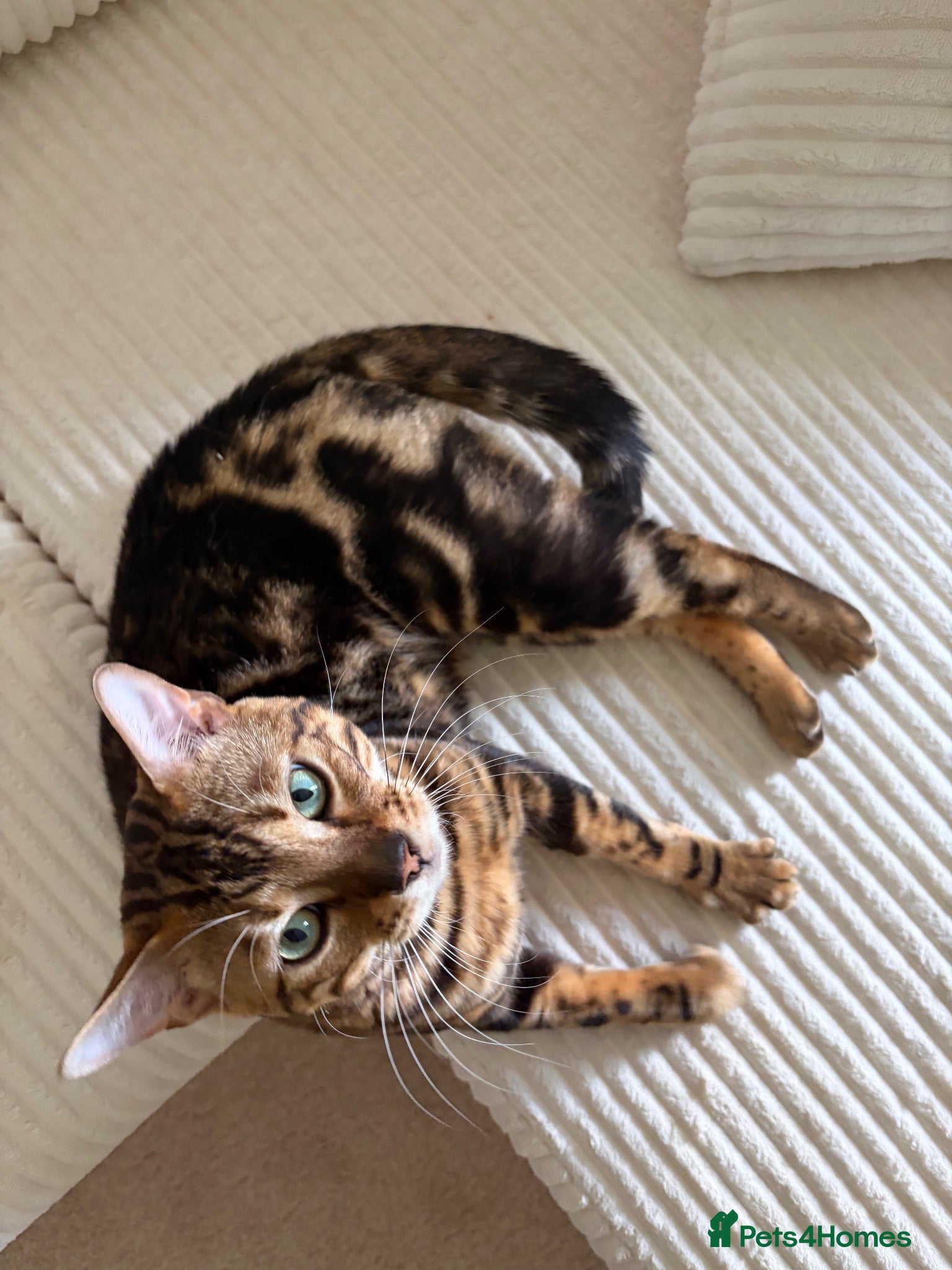 Bengal cats Marbel Bengal cat - Advert 1