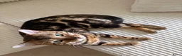Bengal cats for sale: Marbel Bengal cat in Milton Keynes - Advert 1