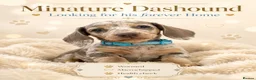 Miniature Dachshund dogs for sale: Miniature Dashounds puppy’s  - Advert 4