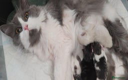 Siberian cats for sale: Last kitten of a lotter of three  - Image 3