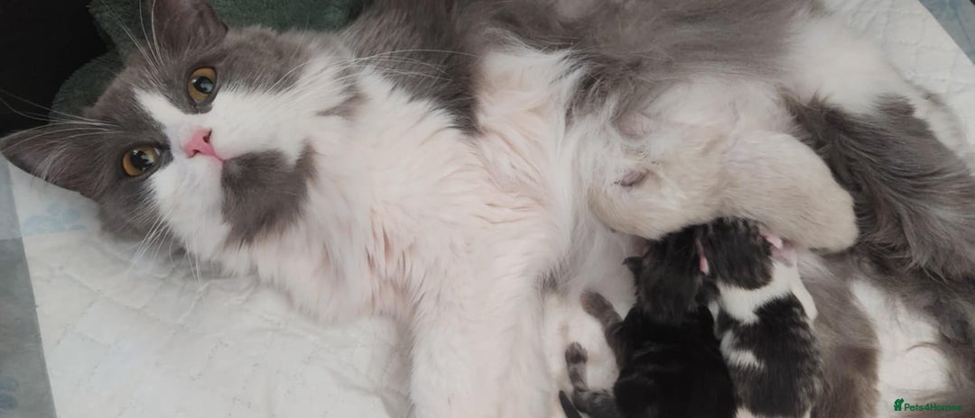 Siberian cats for sale: Last kitten of a lotter of three  - Image 3