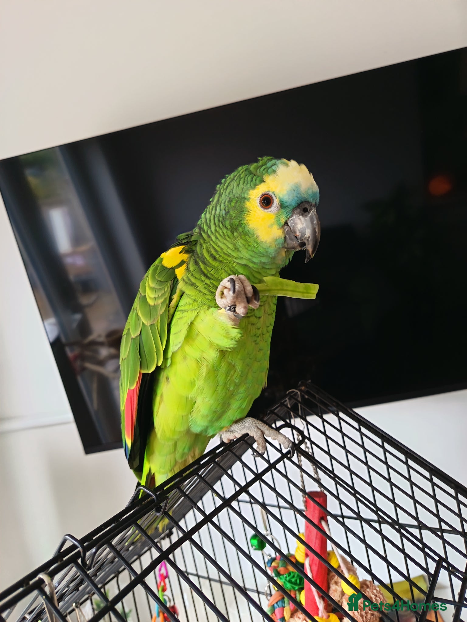 Parrots birds Blue fronted Amazon 8months - Advert 1