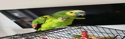 Parrots birds for sale: Blue fronted Amazon 8months - Advert 1