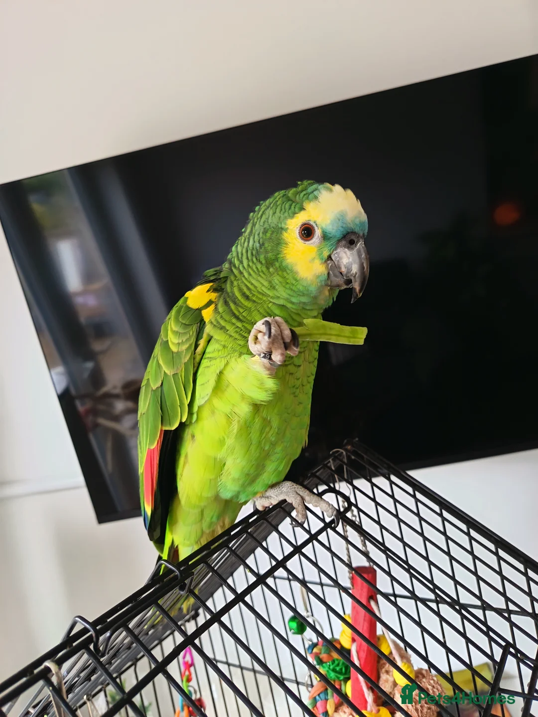 Parrots birds for sale: Blue fronted Amazon 8months - Advert 1
