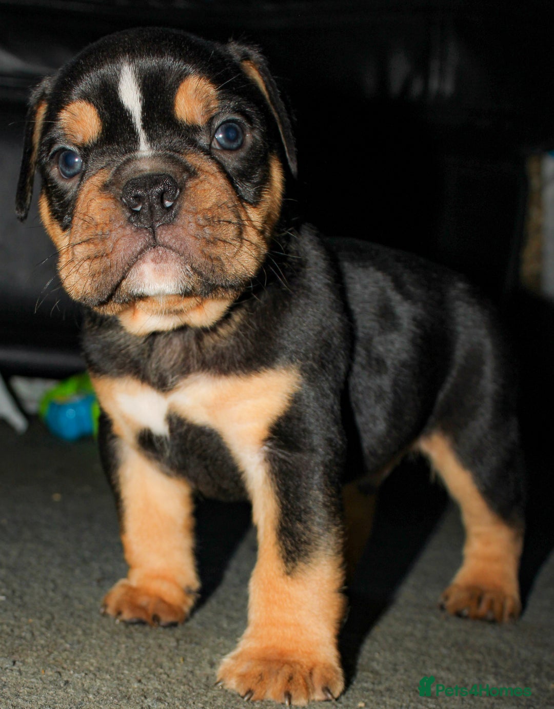 Olde English Bulldogge dogs for sale: Olde English Bulldog puppies - Image 8