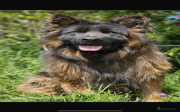 German Shepherd dogs for sale: ⭐️ big bone GSD puppies⭐️ - Image 1