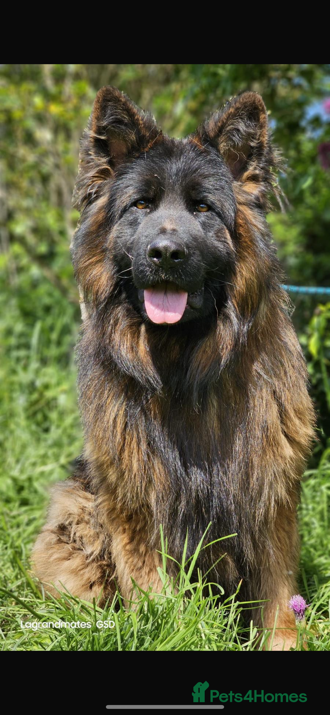 German Shepherd dogs for sale: ⭐️ big bone GSD puppies⭐️ - Image 1