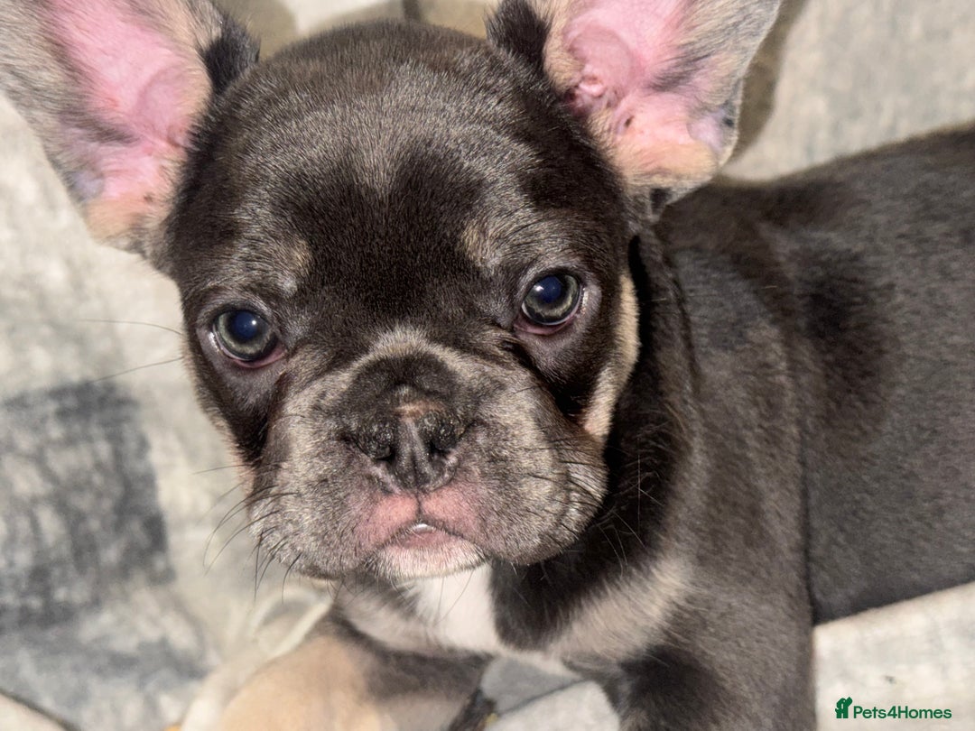 French Bulldog dogs for sale: 2 beautiful girls looking for their forever homes - Advert 3