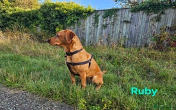 Labrador Retriever dogs for sale: Fox Red Labrador Retriever KC Registered puppies in Wetherby - Image 13
