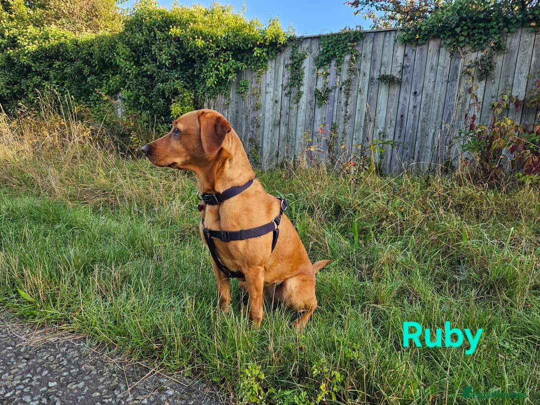 Labrador Retriever dogs for sale: Fox Red Labrador Retriever KC Registered puppies in Wetherby - Image 13