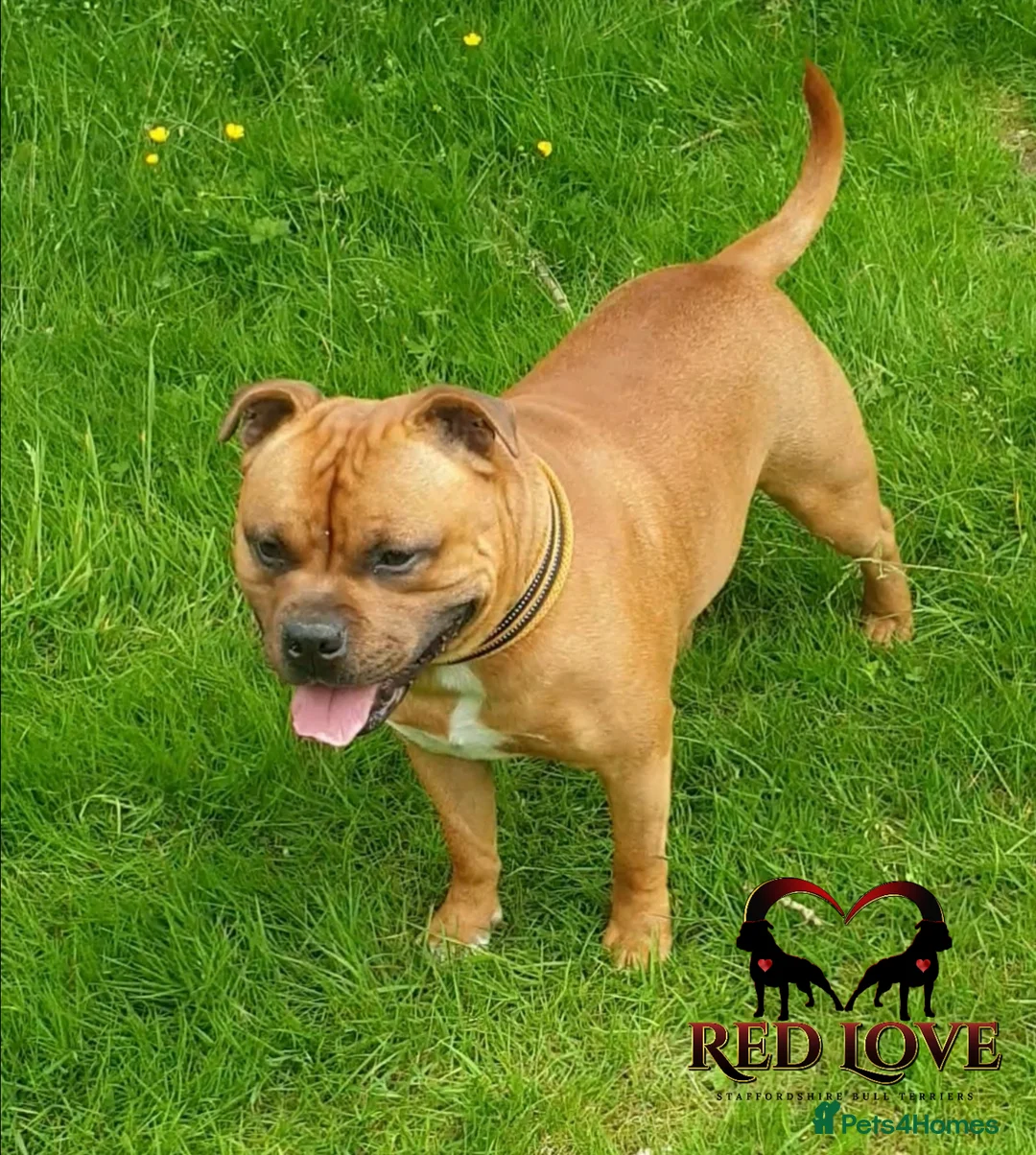 Staffordshire Bull Terrier dogs for stud: 🇬🇧 THE RED DREAMTEAM 🇬🇧Exceptional Temprements in Rochdale - Advert 8