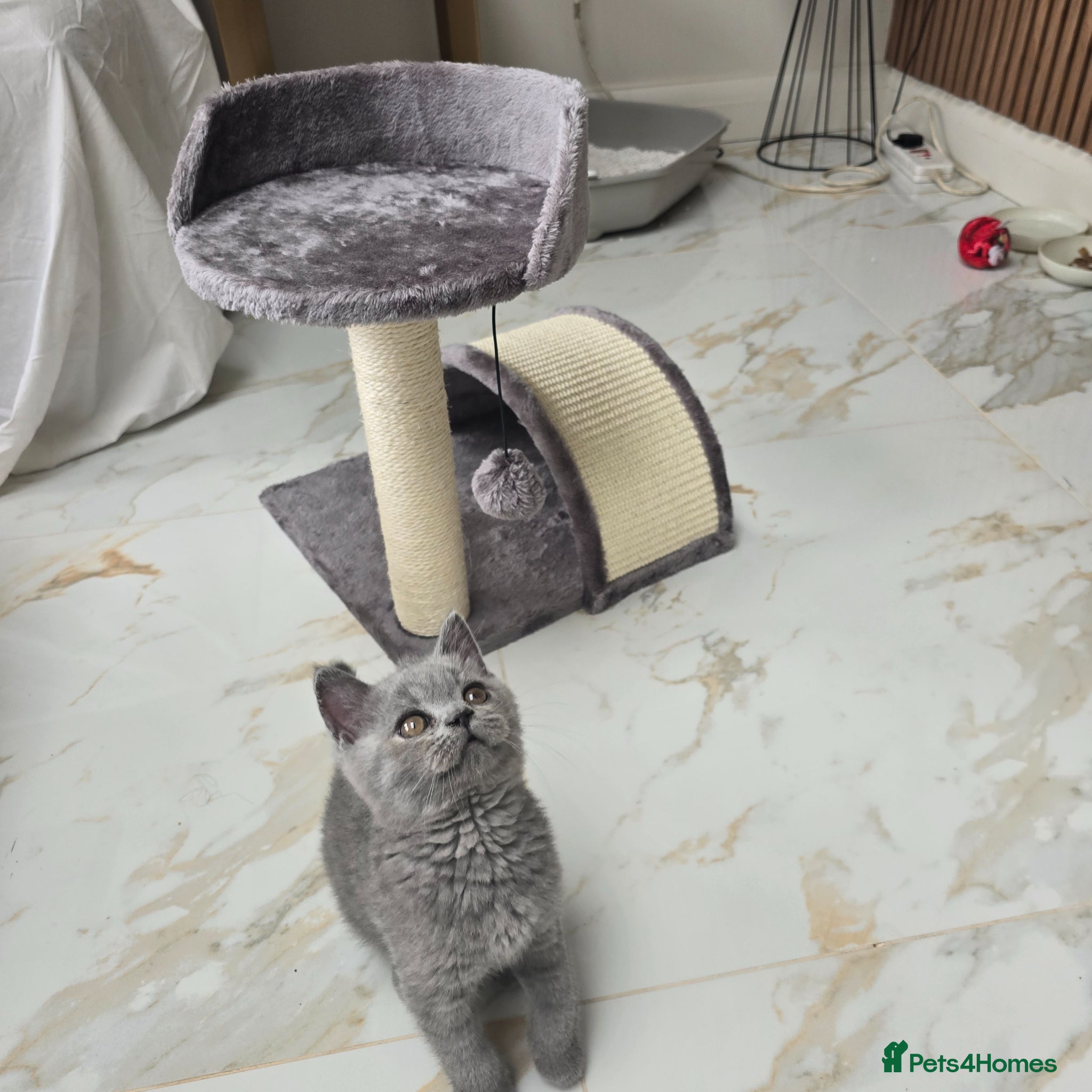 British Shorthair cats for sale: Beautiful Male Cat – Loving Home Needed - Advert 1