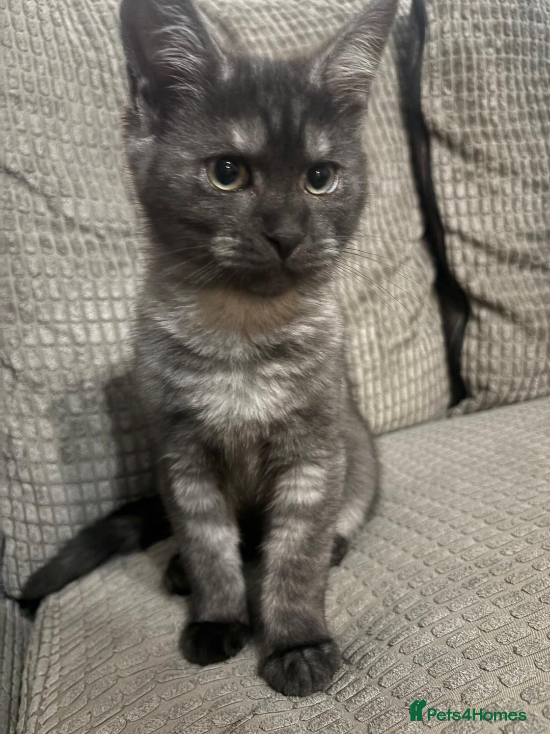 Maine Coon cats for sale: 🖤 Gorgeous 3-Month-Old Maine Coon Girl 🖤 - Advert 9