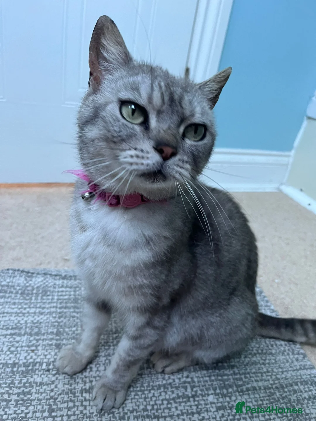 British Shorthair cats for sale: Gorgeous British Shorthair Cross kittens - Advert 31