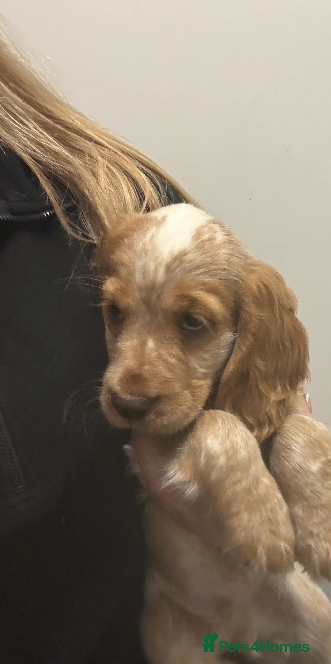 Cocker Spaniel dogs for sale: KC reg cocker spaniels  - Advert 2