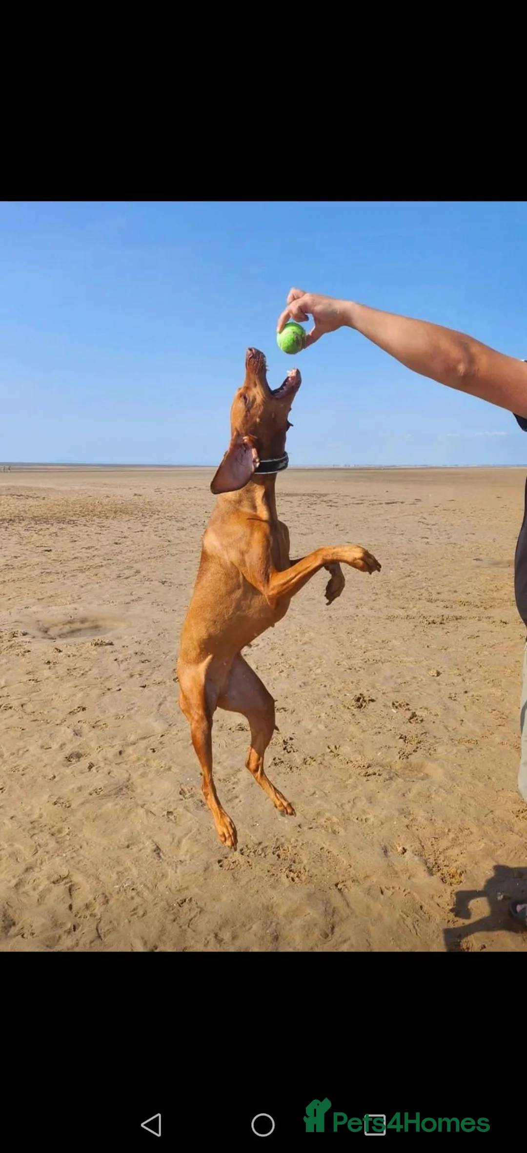 Hungarian Vizsla dogs for sale: Beautiful pedigree Hungarian vizsla litter of 9  - Advert 2