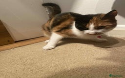 American Shorthair cats for sale: two lovely females to sale  - Image 1
