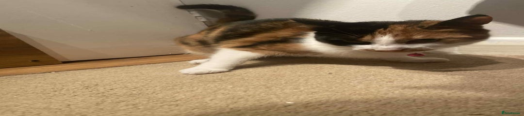 American Shorthair Kitten 1