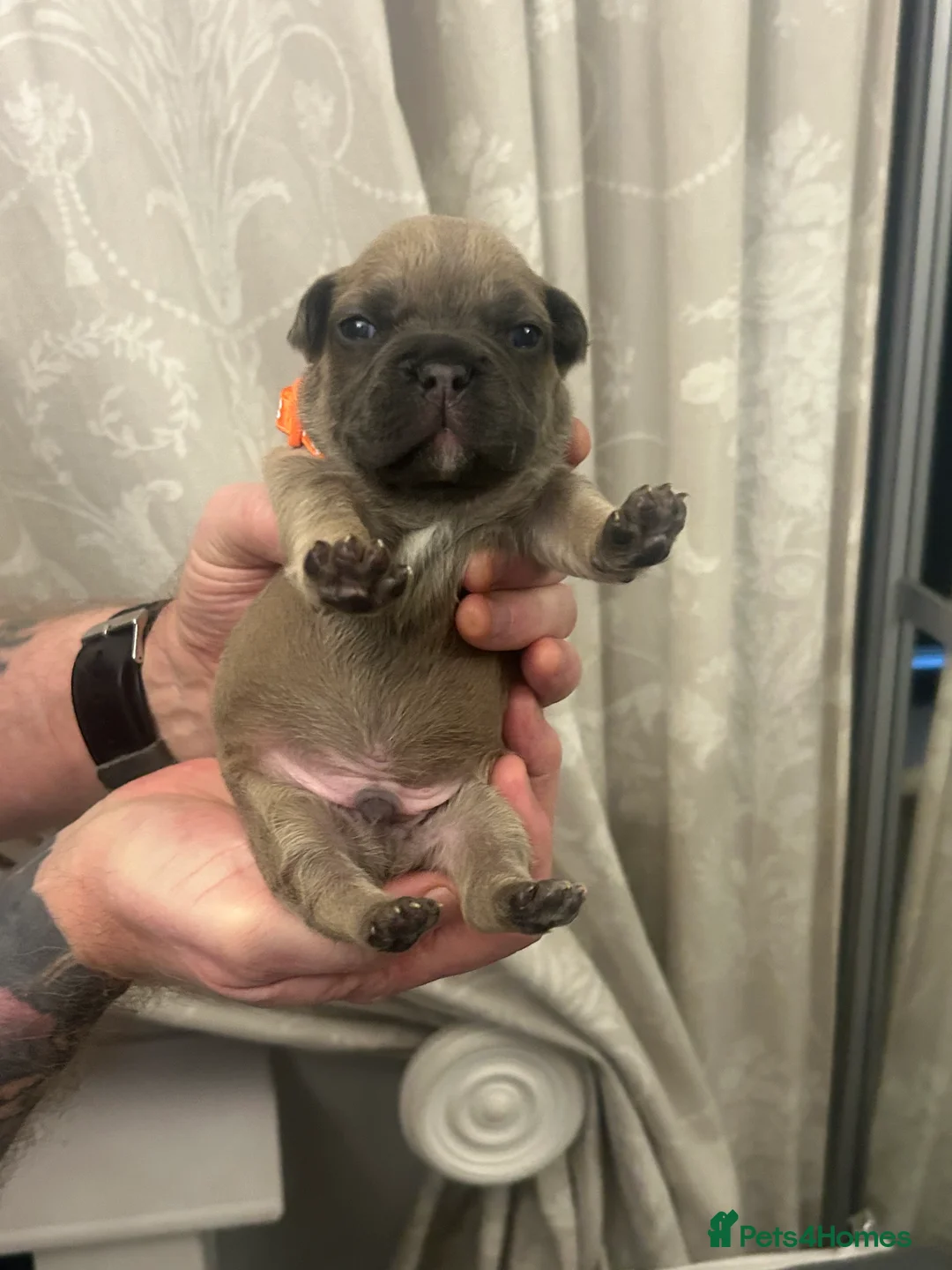 French Bulldog dogs for sale: 9 top quality fluffy carrying french bulldogs  - Advert 28