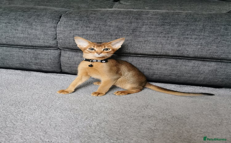 Abyssinian cats - Advert 1