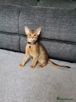 Abyssinian cats - Advert 11