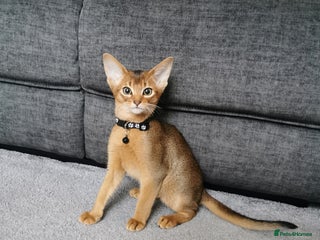 Abyssinian cats - Advert 1