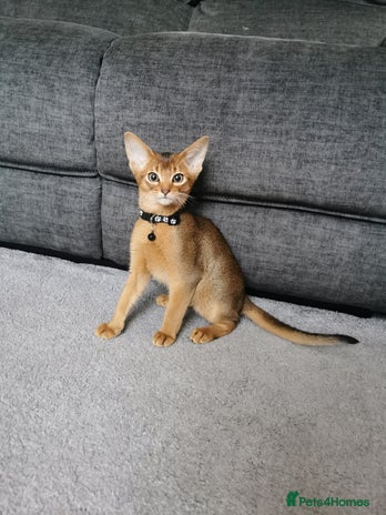 Abyssinian cats - Advert 1