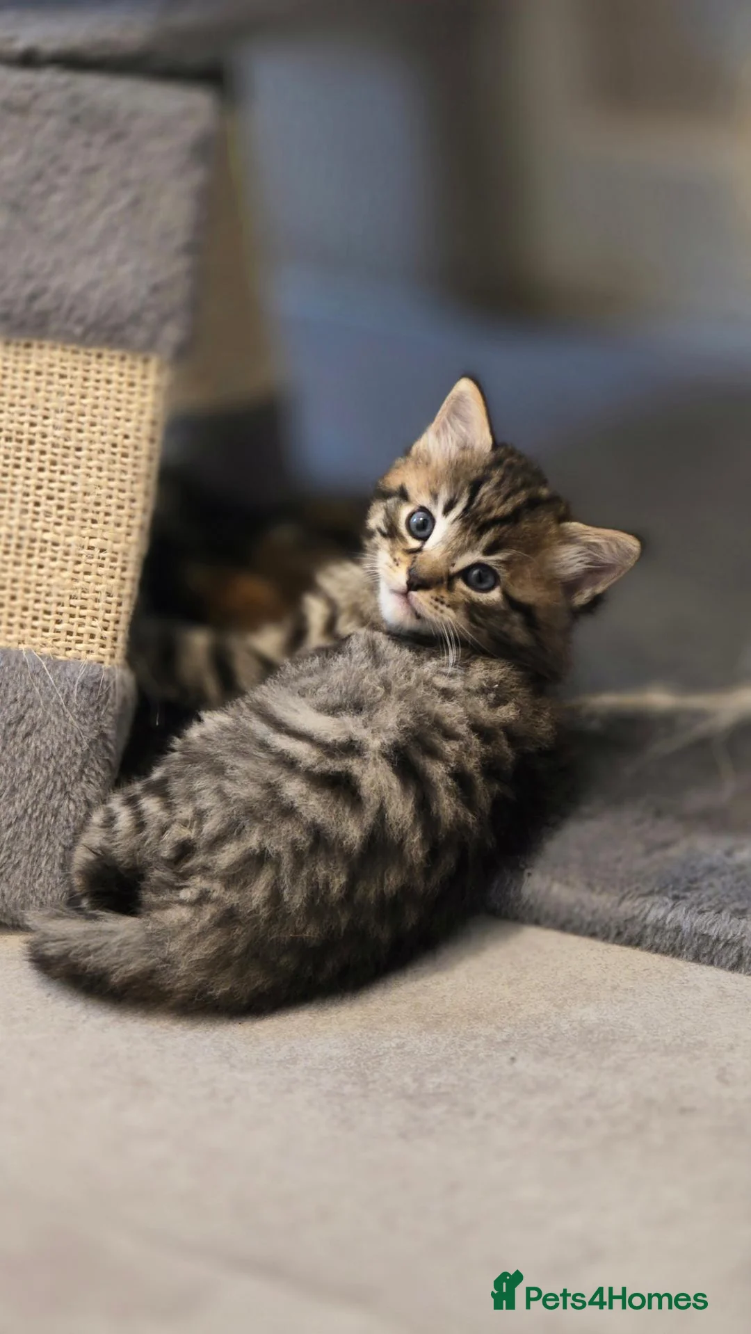 Mixed Breed cats for sale: Fluffy baby boy - Advert 7