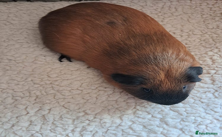 Guinea Pig rodents - Advert 1