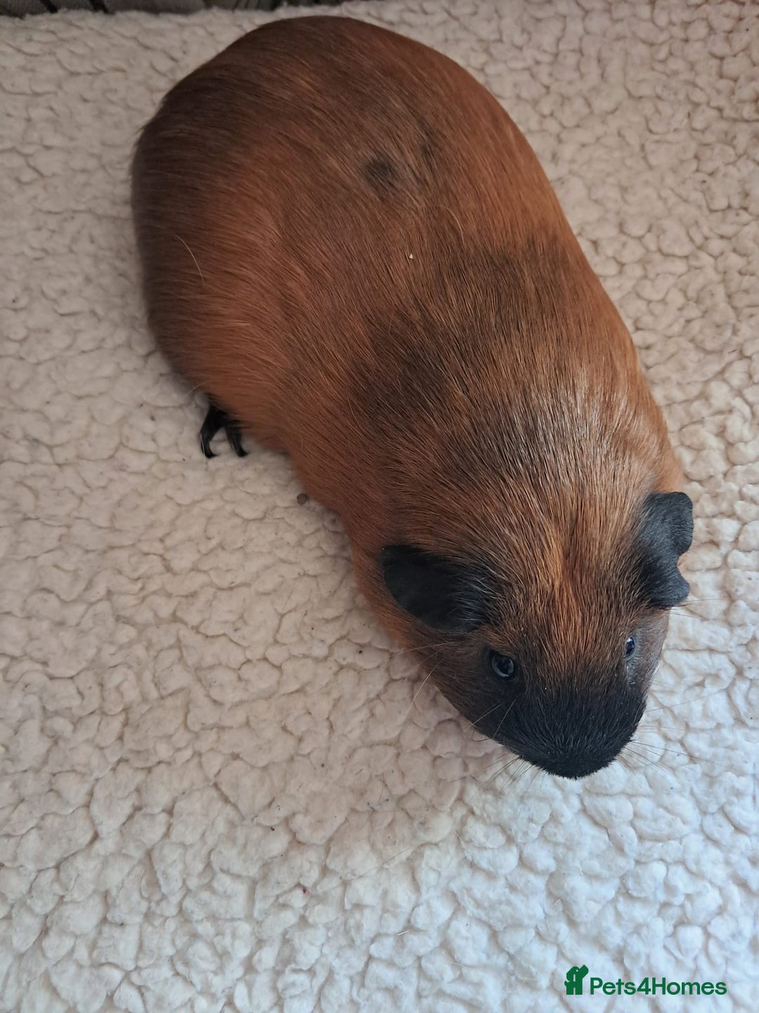 Guinea Pig rodents for sale: BEAUTIFUL PURE CALIFORNIAN BOARS  - Image 1