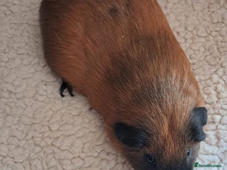 Guinea Pig rodents for sale - Advert 1