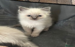 Ragdoll cats for sale: Humble purebred Active Ragdolls - Advert 6