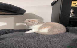 British Shorthair cats for sale:  💖Rare Colors British Shorthair Kittens💖 - Image 6