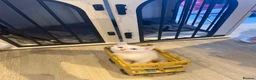 Mixed Breed cats for sale: Beautiful kittens ready soon - Advert 7