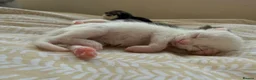 Mixed Breed cats for sale: 4 healthy kittens ready in the next upcoming weeks - Advert 21