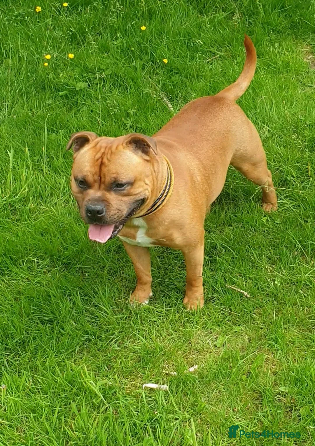 Staffordshire Bull Terrier dogs for stud: 🥨CHIEF CHAMPION SIRED. 🥨🏆  in Rochdale - Advert 8