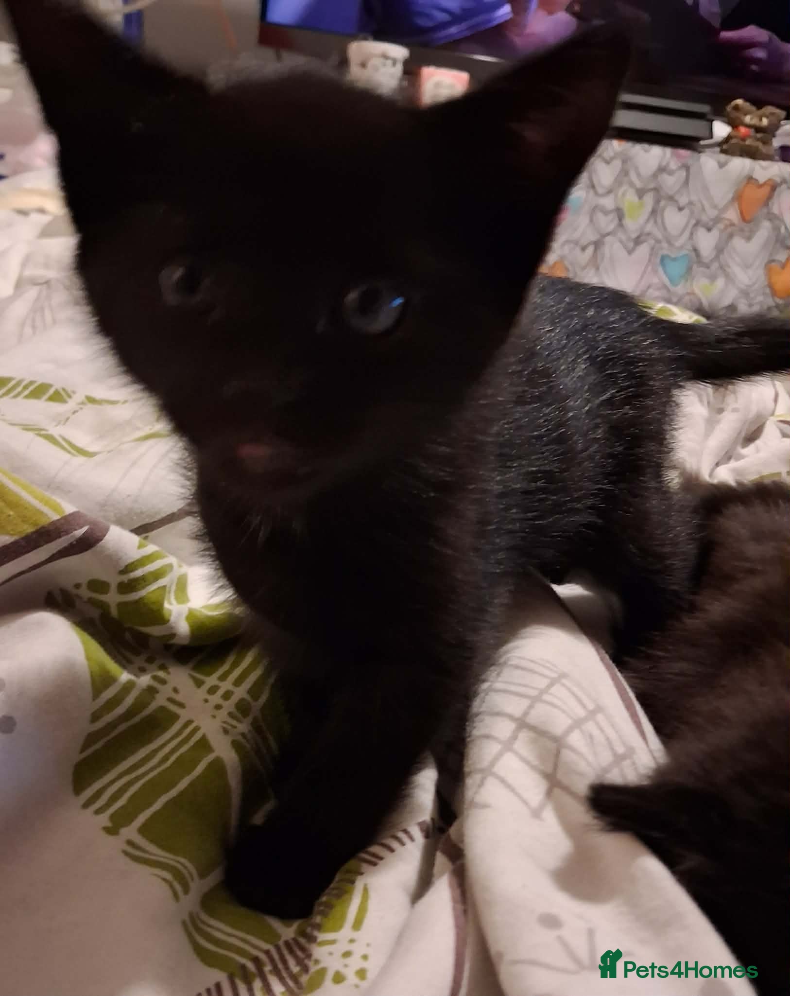 Mixed Breed cats Male and female black kittens  - Advert 1