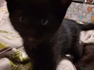 Mixed Breed cats Male and female black kittens - Advert 1